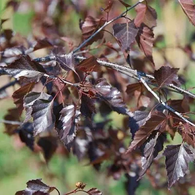 Береза Роял Фрост повислая Береза Роял Фрост повислая