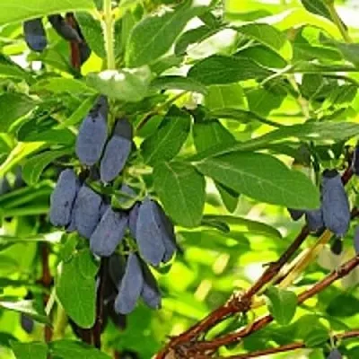 Жимолость съедобная ЛЕБЁДУШКА  Жимолость съедобная ЛЕБЁДУШКА в Могилёве