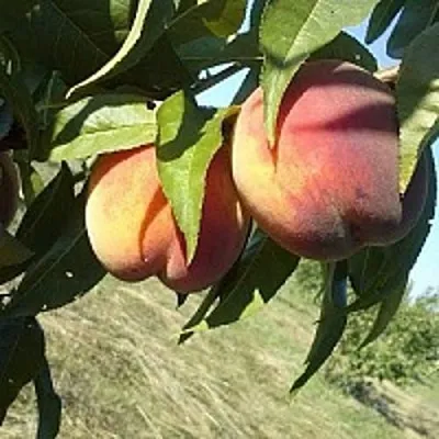 Персик СОФГАФЕН  Персик СОФГАФЕН в Могилёве