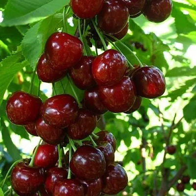 Вишня ВОСТОРГ колонновидная  Вишня ВОСТОРГ колонновидная в Могилёве