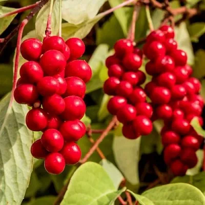 Лимонник КОСТИК китайский  Лимонник КОСТИК китайский в Могилёве