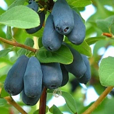 Жимолость съедобная ЮГАНА в Могилёве