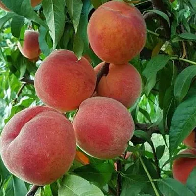 Персик САНКРЕСТ  Персик САНКРЕСТ в Могилёве