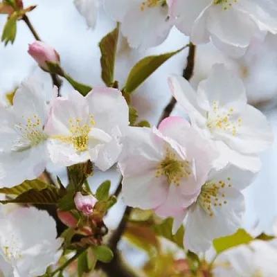 Вишня ОКАМЕ  Вишня ОКАМЕ в Могилёве