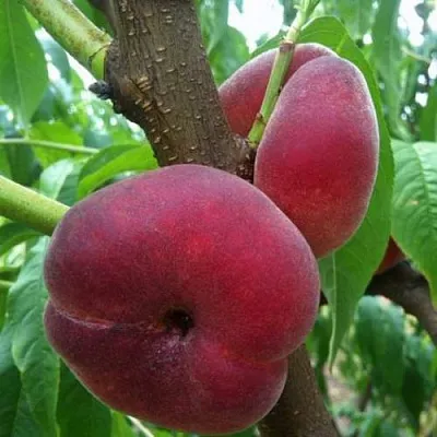 Персик АЛЕКС ИНЖИРНЫЙ  Персик АЛЕКС ИНЖИРНЫЙ в Могилёве