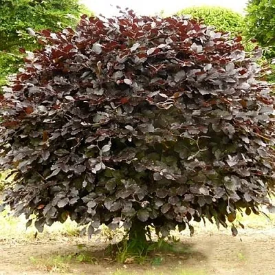 Бук лесной АТРОПУНИЦЕА  Бук лесной АТРОПУНИЦЕА в Могилёве