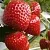 Клубника АРГЕНТЕРА в Могилёве