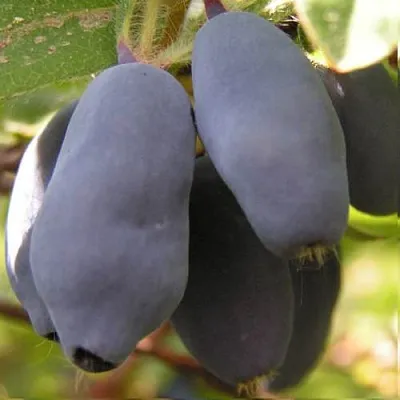 Жимолость съедобная КРУПНОПЛОДНАЯ  Жимолость съедобная КРУПНОПЛОДНАЯ в Могилёве