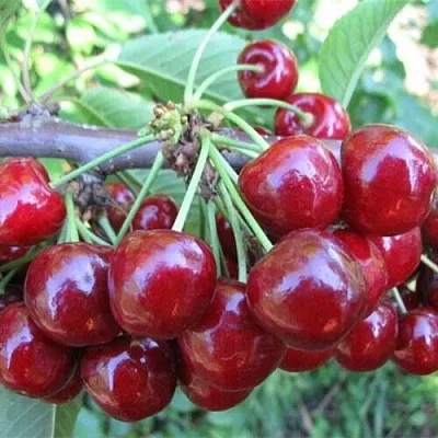 Вишня ДЕСЕРТНАЯ МОРОЗОВОЙ  Вишня ДЕСЕРТНАЯ МОРОЗОВОЙ в Могилёве