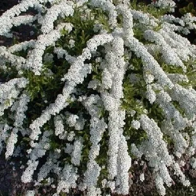 Спирея АРГУТА  Спирея АРГУТА в Могилёве