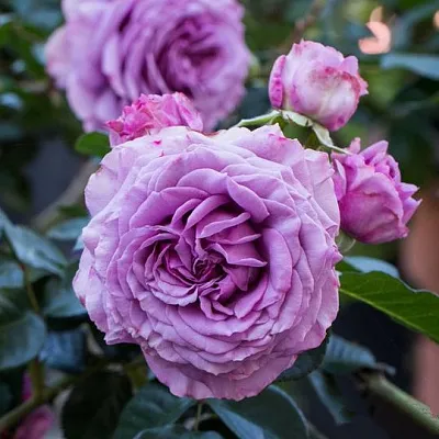 Роза СИЛЬВЕР КВИК плетистая в Могилёве