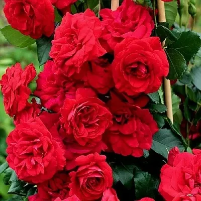 Роза АМАДЕУС плетистая в Могилёве