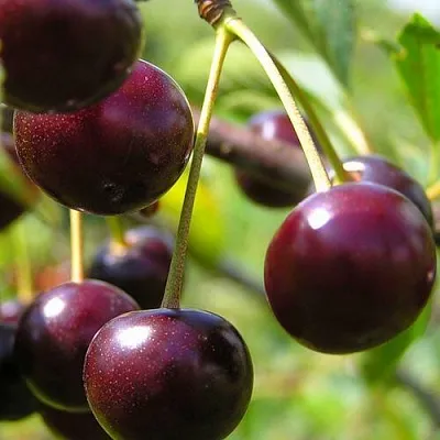 Вишня ЛИВЕНСКАЯ  Вишня ЛИВЕНСКАЯ в Могилёве