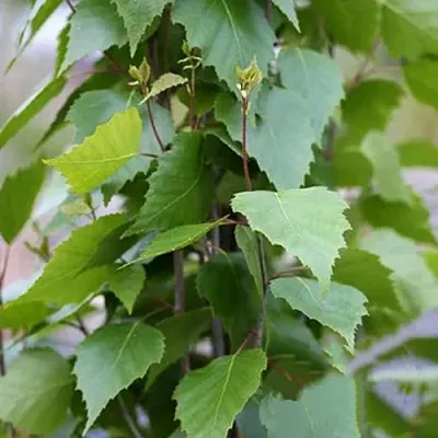 Береза ФАСТИГИАТА повислая   Береза ФАСТИГИАТА повислая  в Могилёве