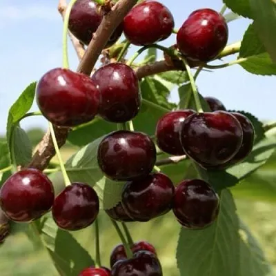 Вишня ГРИОТ БЕЛОРУССКИЙ  Вишня ГРИОТ БЕЛОРУССКИЙ в Могилёве