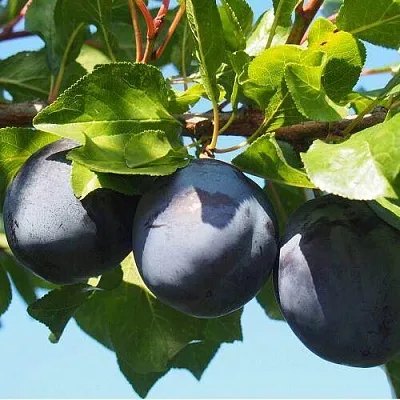 Слива Волат Слива Волат