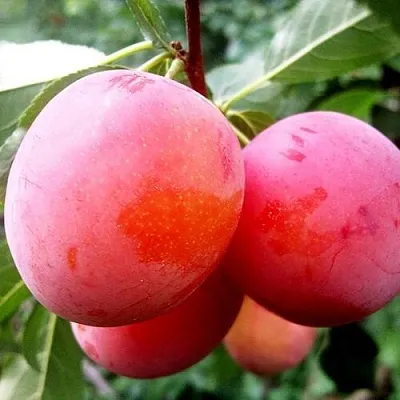 Слива КОМЕТА  Слива КОМЕТА в Могилёве