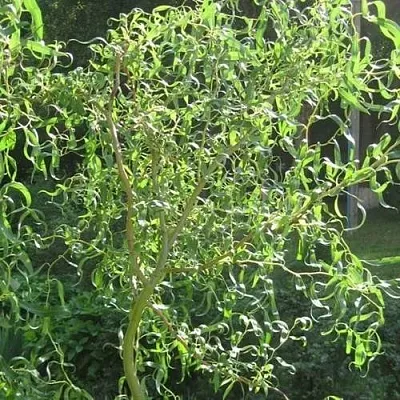 Ива МАТСУДАНА  Ива МАТСУДАНА в Могилёве