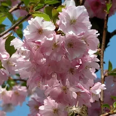 Вишня АККОЛЕЙД цветущая  Вишня АККОЛЕЙД цветущая в Могилёве