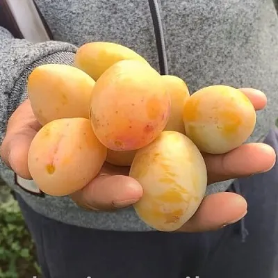 Слива ЯХОНТОВАЯ  Слива ЯХОНТОВАЯ в Могилёве