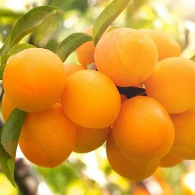 Слива МАРА  Слива МАРА в Могилёве