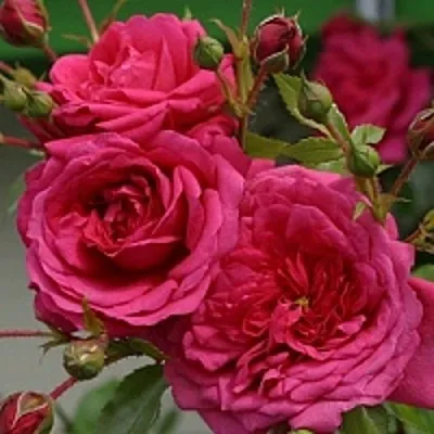 Роза ЛАГУНА плетистая в Могилёве