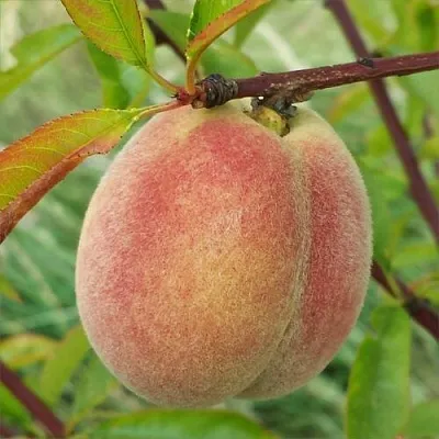 Персик ЕЛГАВСКИЙ  Персик ЕЛГАВСКИЙ в Могилёве