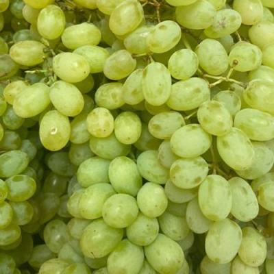 Зеленый в Могилёве