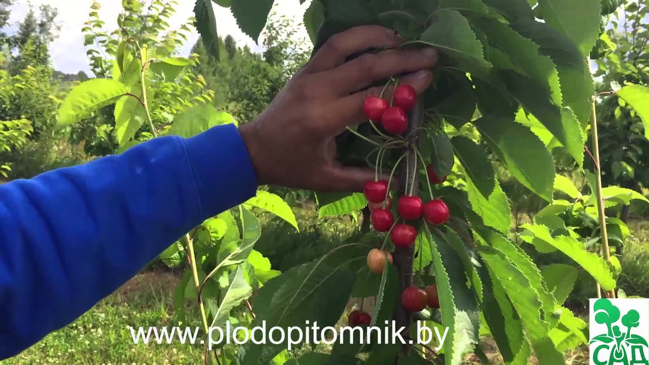 Превью видео