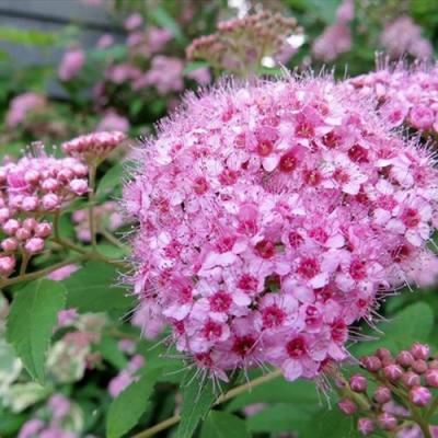 Розовая в Могилёве