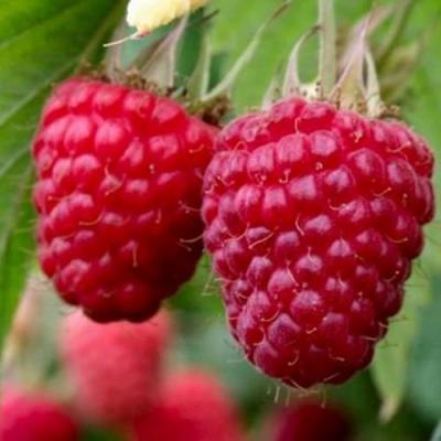 Средняя в Могилёве