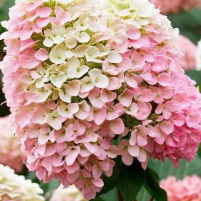 Низкорослые (карликовые) в Могилёве