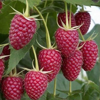 Высокая в Могилёве