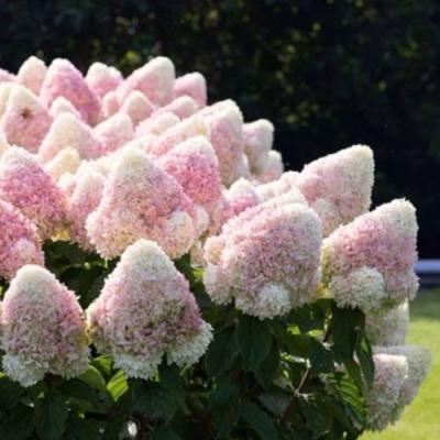 Бело-розовая в Могилёве