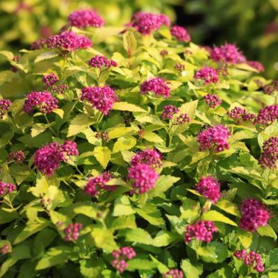 Японская в Могилёве