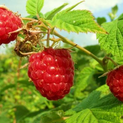 Бесшипная в Могилёве