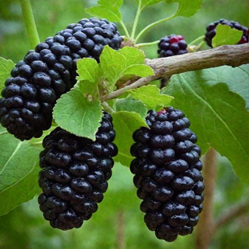 Шелковица плакучая в Могилёве