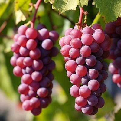 Фиолетовый в Могилёве