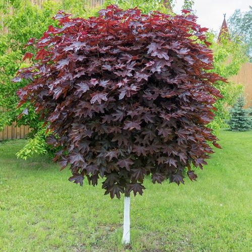 Клен красный в Могилёве