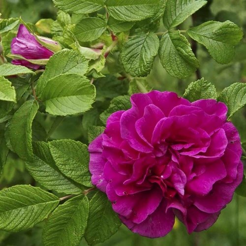 Шиповник ХАНСА в Могилёве