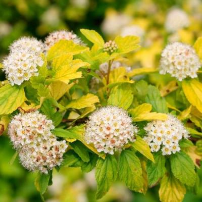 Желтый в Могилёве