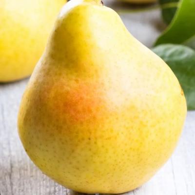 Желтая в Могилёве