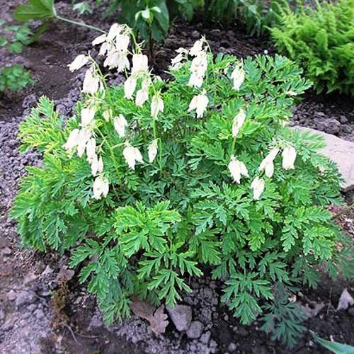 Дицентра красивая АВРОРА в Могилёве