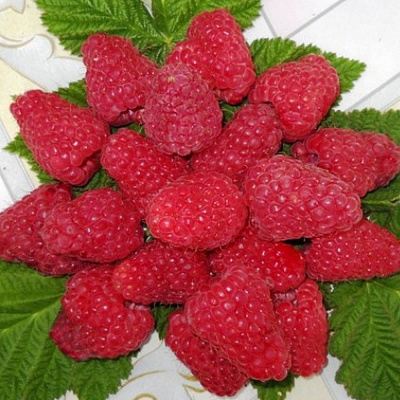 Сладкая в Могилёве