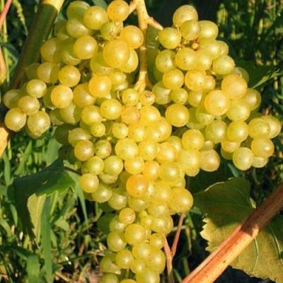 Желтый в Могилёве