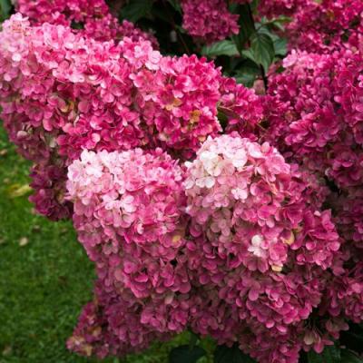 Фрайз в Могилёве