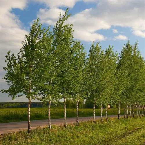 Береза обыкновенная в Могилёве