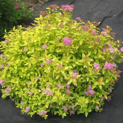 Голден в Могилёве