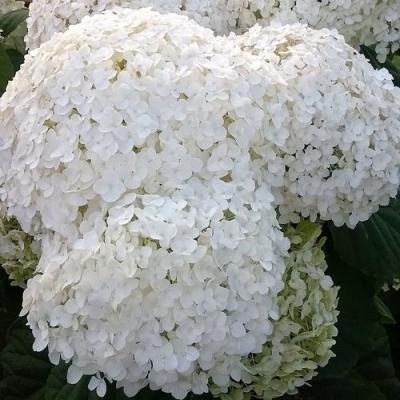 Белая в Могилёве