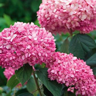 Розовая в Могилёве